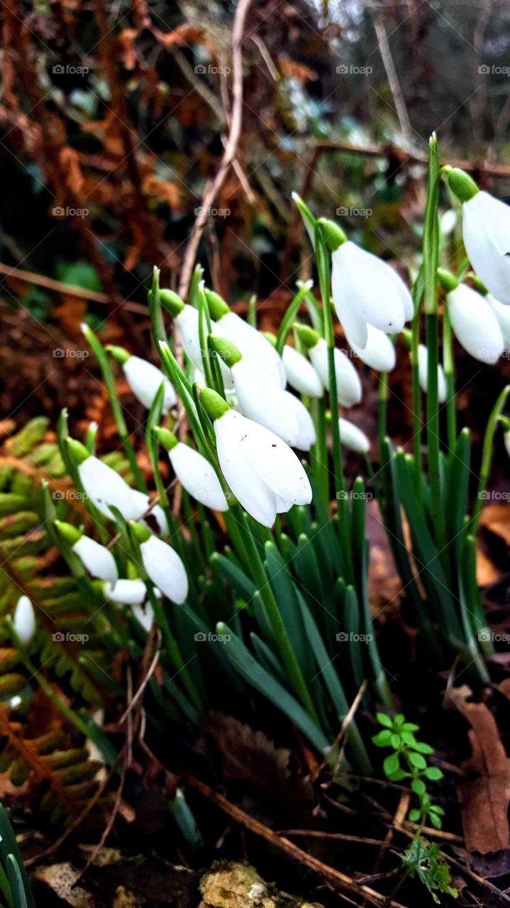 snow drops