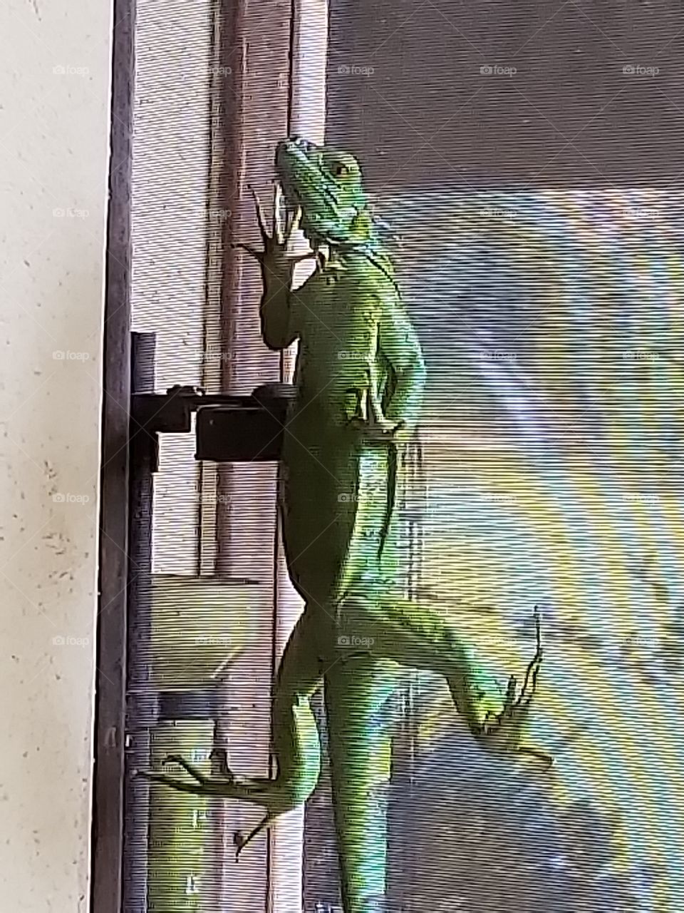 Live Iguana hanging out, fast, creepy cool green lizard back yard neighbors or dinosaurs