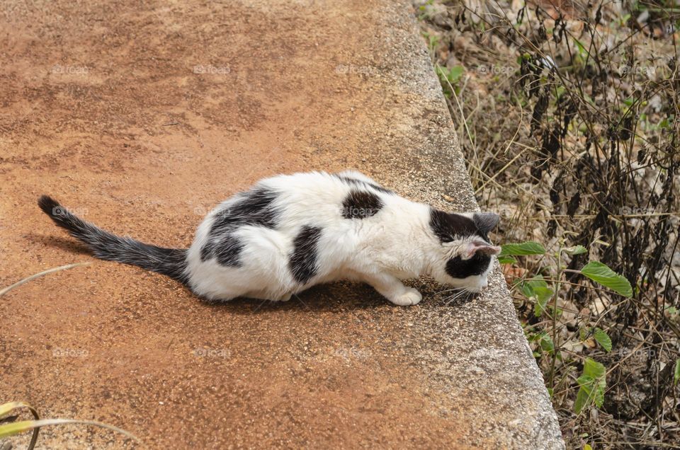 Cat Crouch On An Outdoor Concrete Step