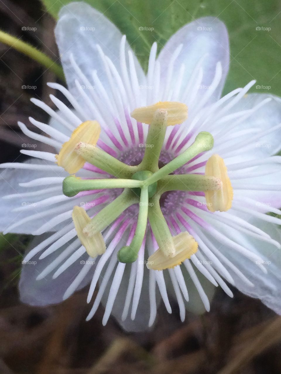 Beautiful flower 