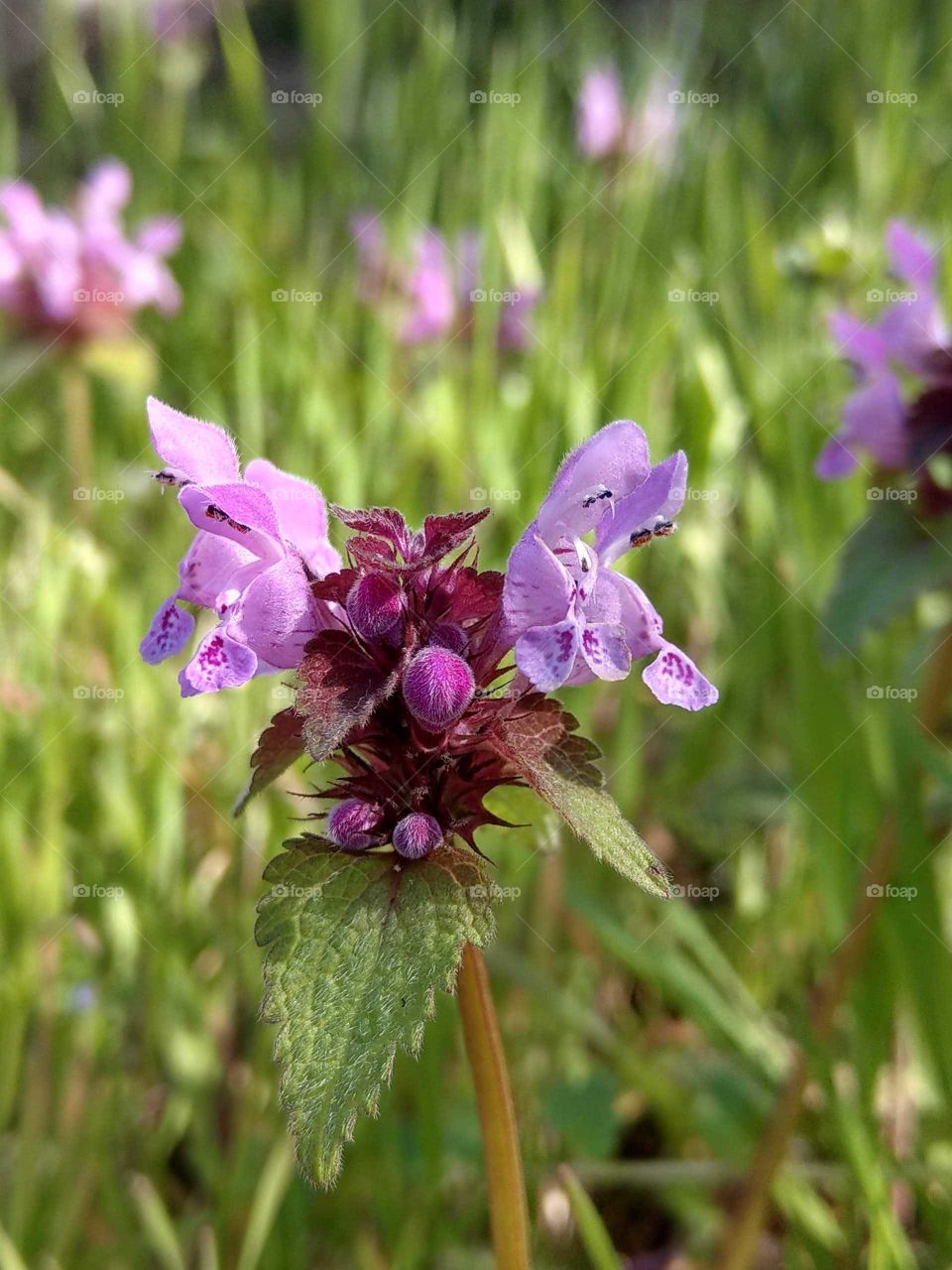 A closeup for the wildflower beside the wall, it's pink color looked bright and lively. wildflowers also may lovely.