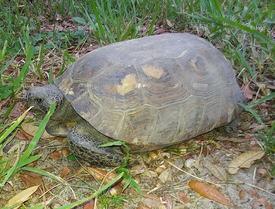 Tortoise in my yard