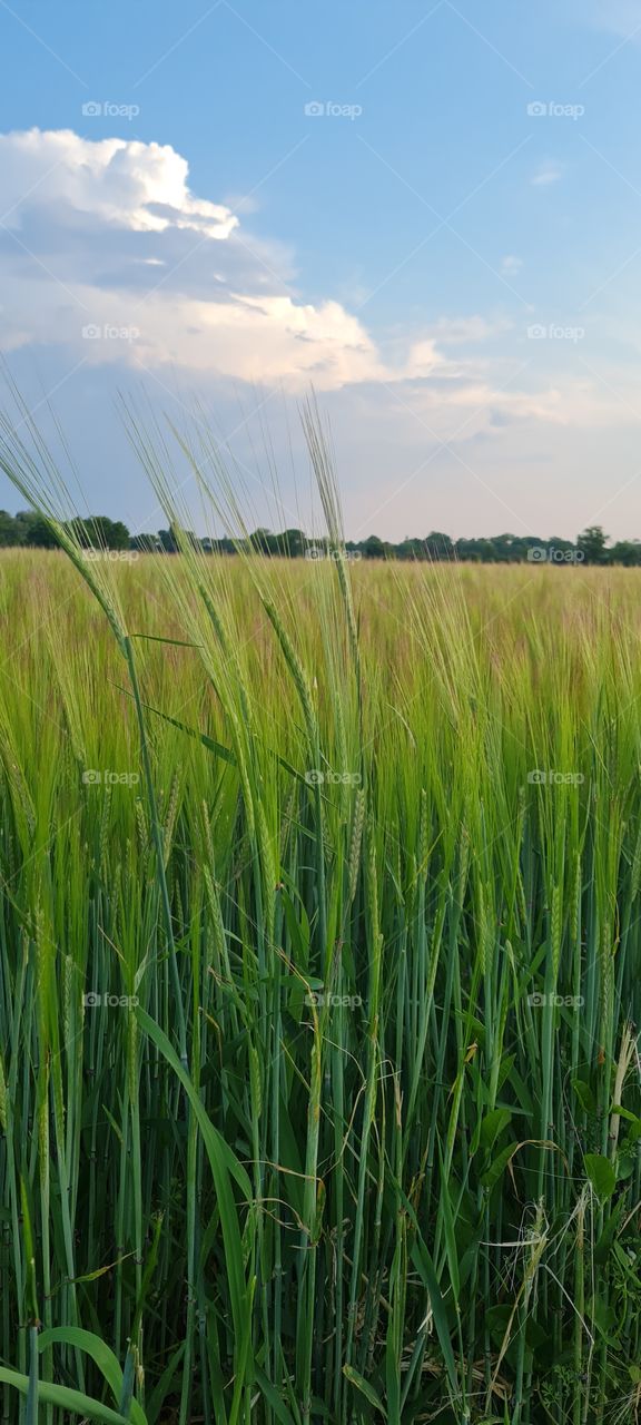 grain field