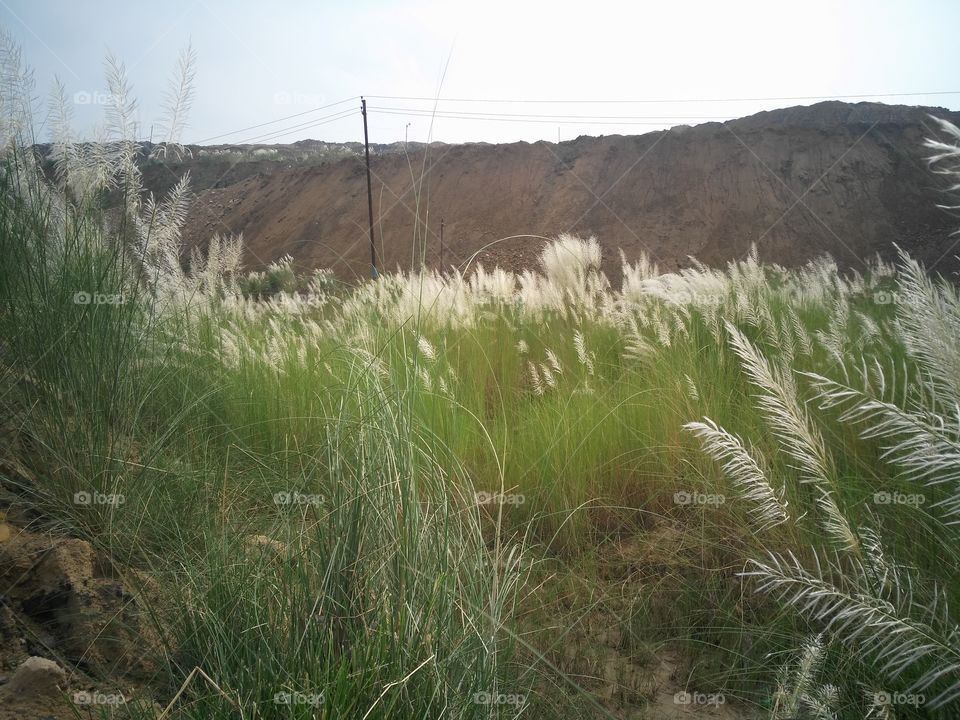 a blade's flowers in the Forest.