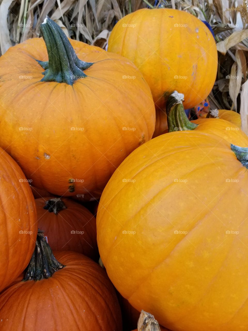 pumpkins pumpkins