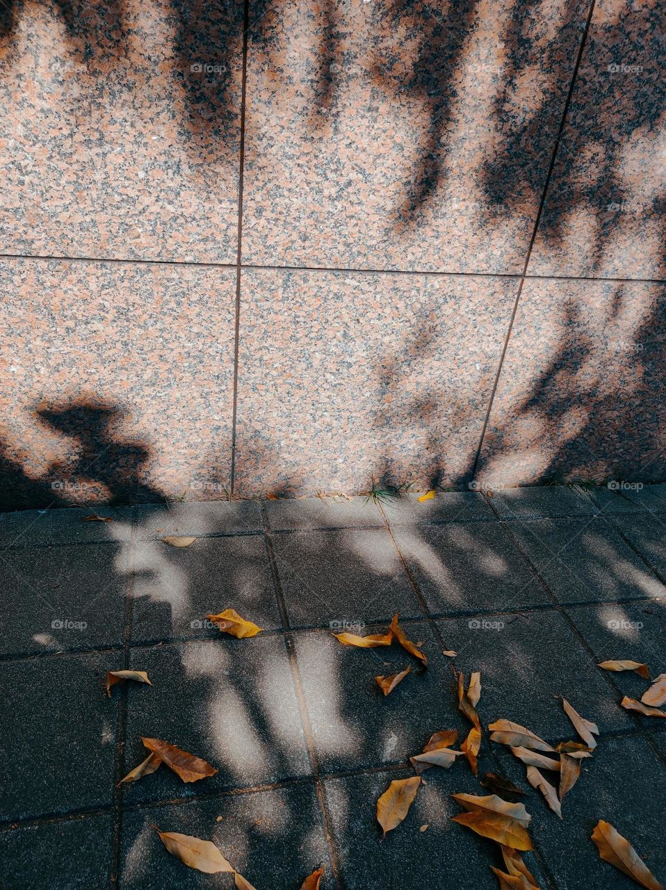 Shadow and died leaves...