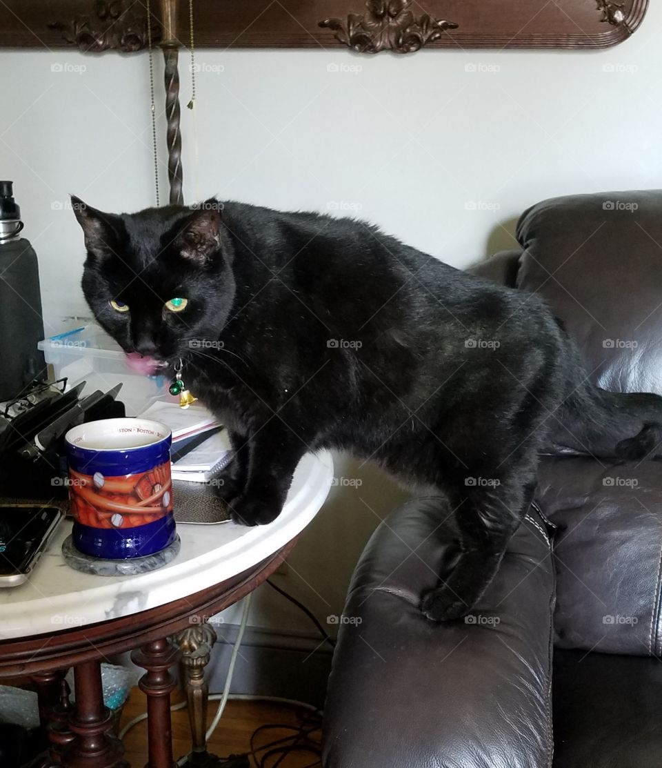 Cat drinking from cup on table, tongue sticking out. Funny cat pic.🐾