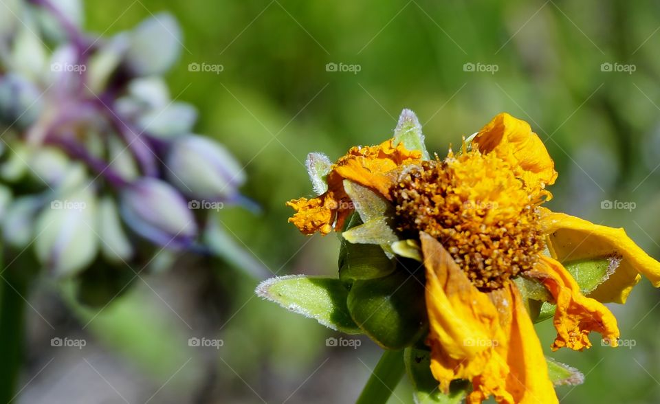 Nature. Wilted Wildflowers