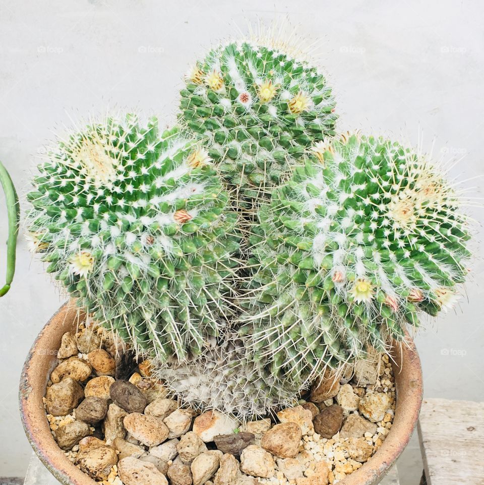 Cactus