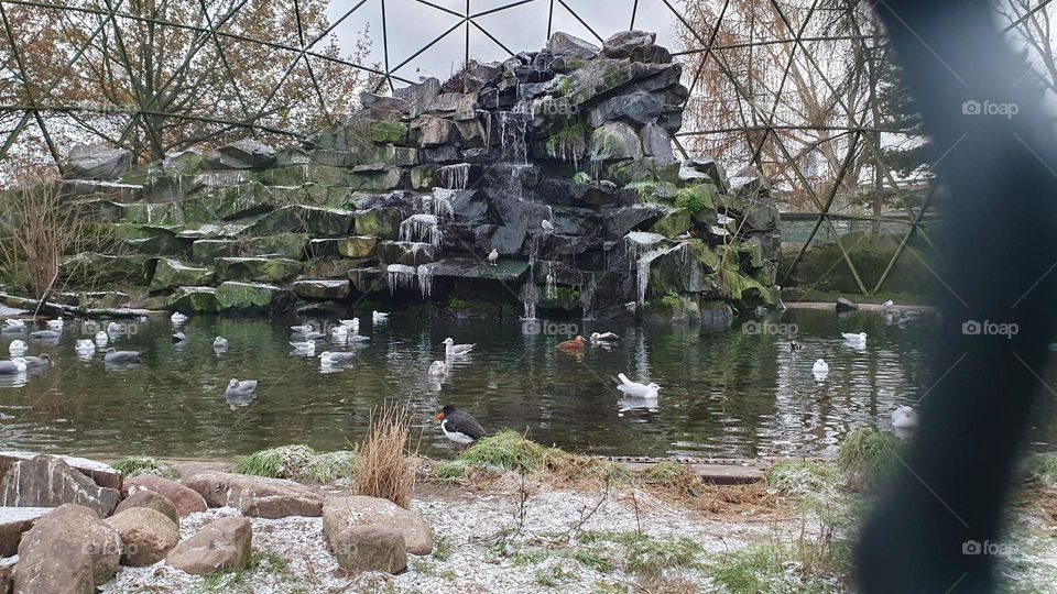 Ducks and birds swimming in waterpool