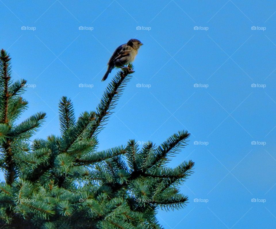 bird on a pine tree under blue sky