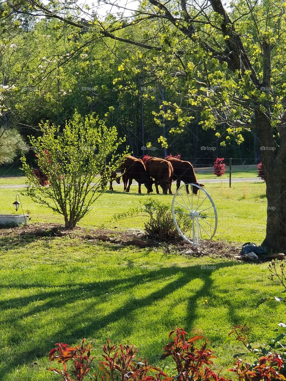 Cows lined up eating