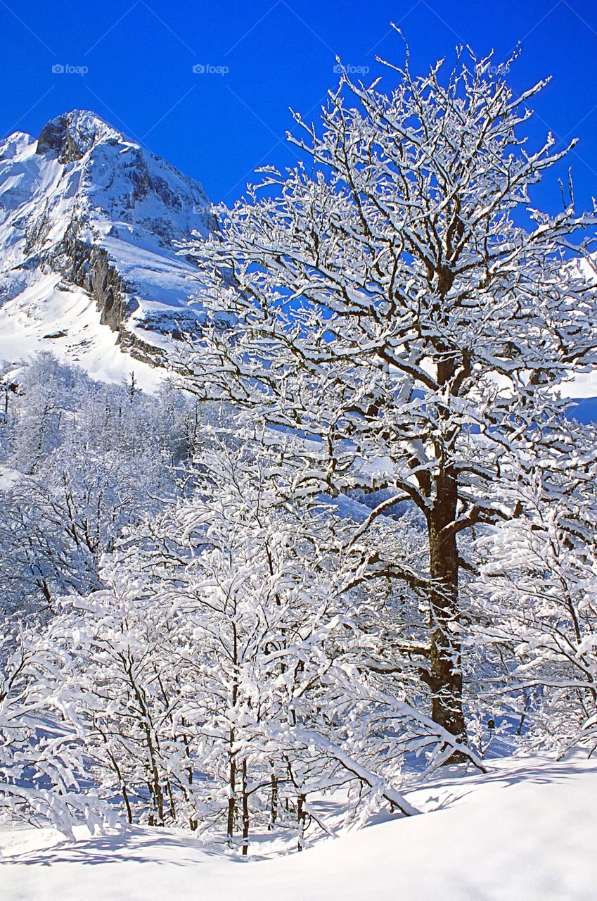 Snow scene in the Swiss Alps.