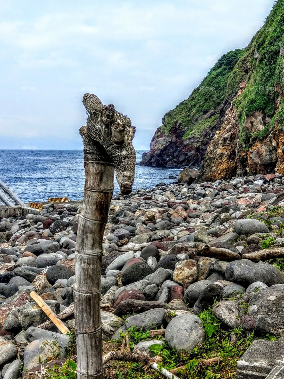 A  driftwood in the seashore of the Turtle Island,  it's very interesting, looks like a seahorse, or what? this is a bamboo's root, very differently.