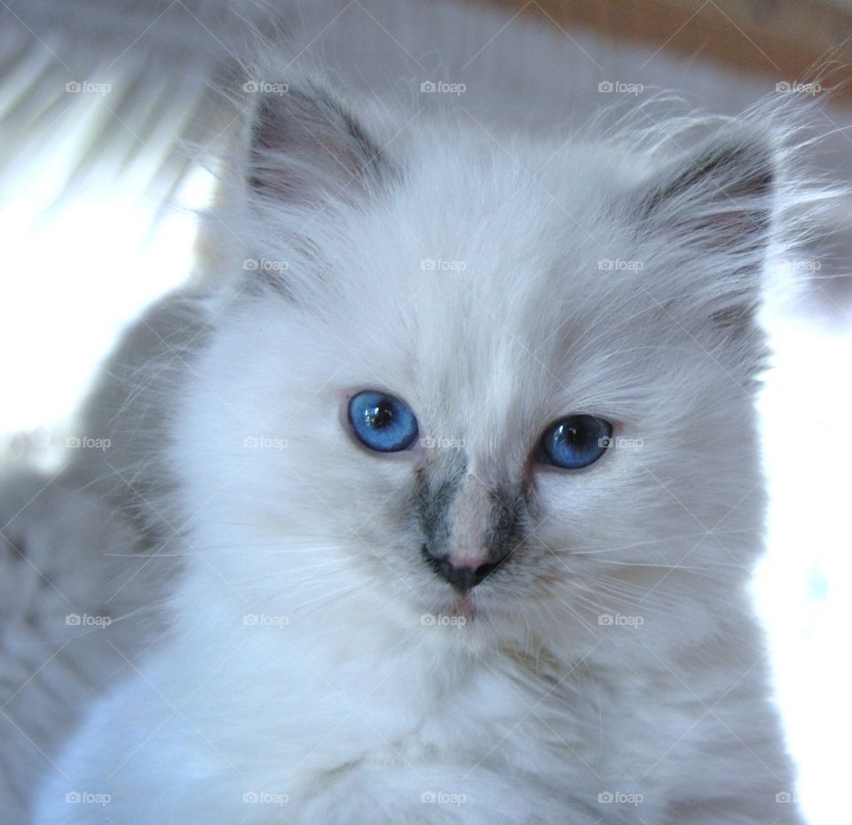 White Ragdoll kitten