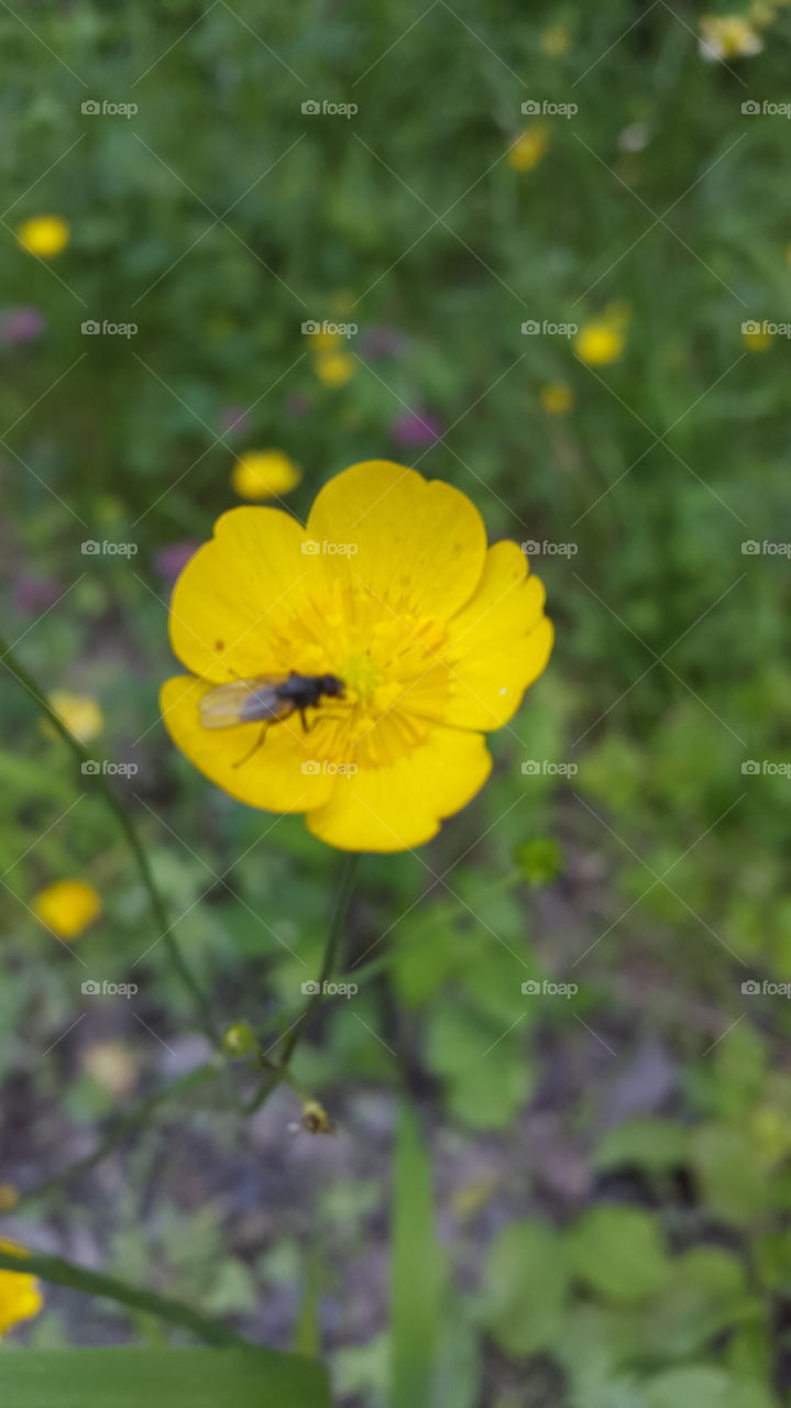 flowers outside