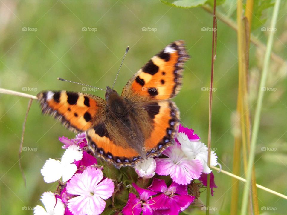 Schmetterling auf Gartenblumen