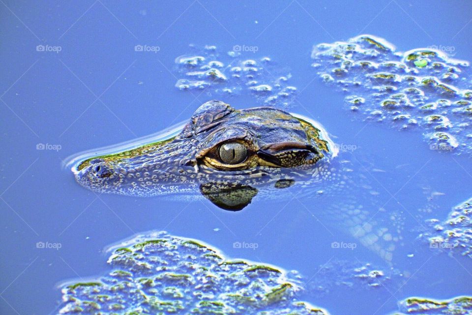 Alligator swimming.
