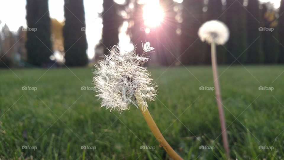 Dandelion with the sun.