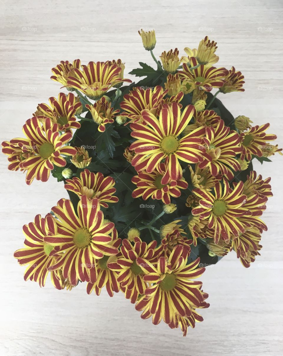 Stripy Chrysanthemum