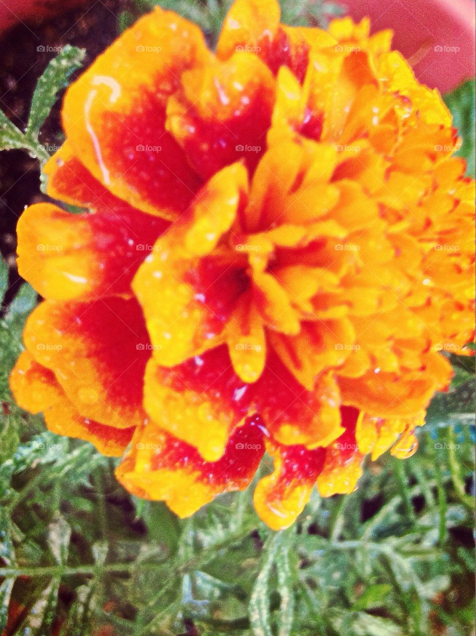Marigold