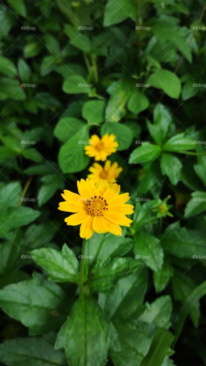summer flower