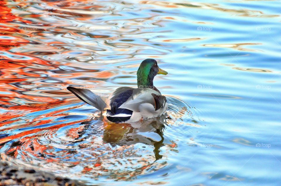 mallard duck swimming in a duck pond