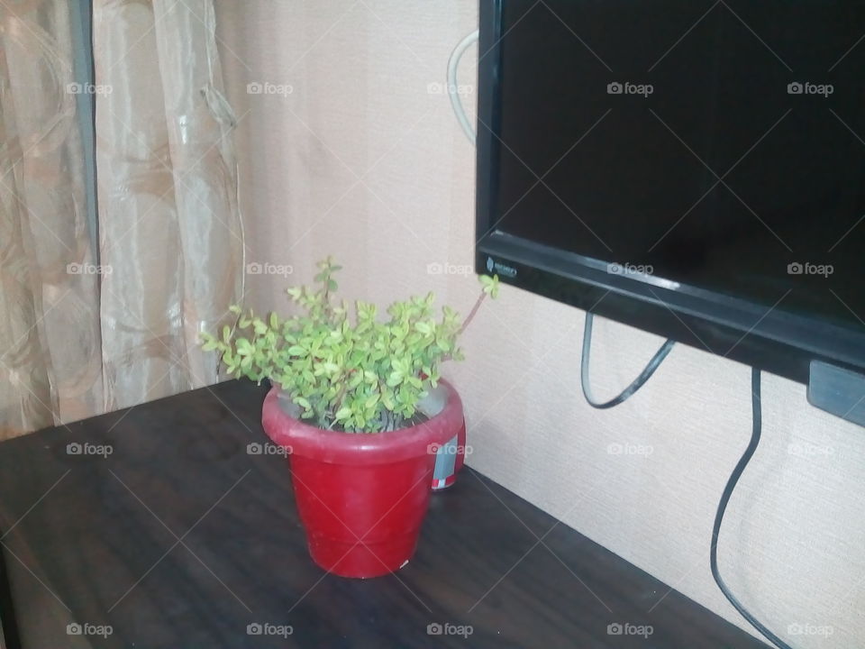 green plant in red pot