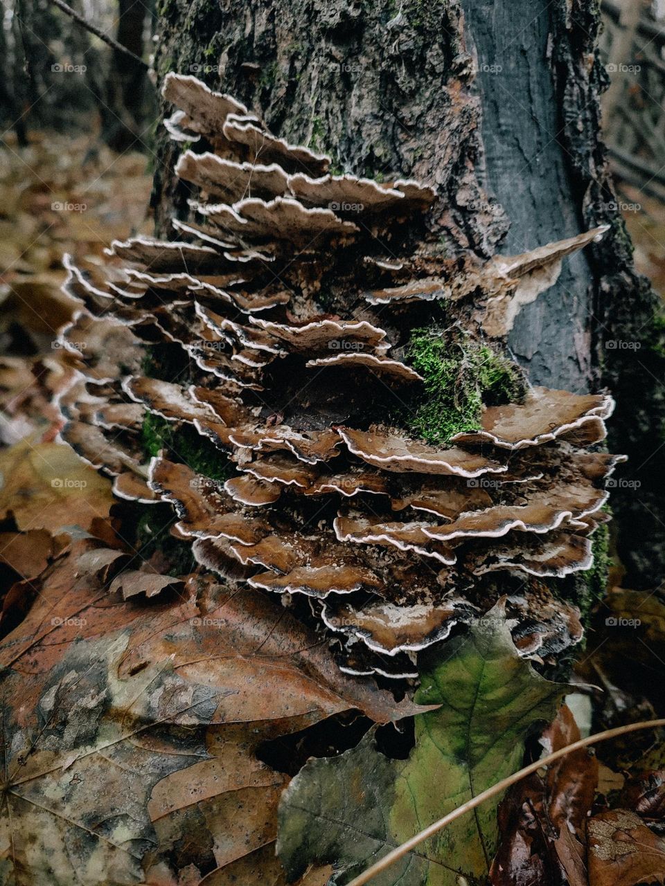 Wild brown polypore mushrooms Bjerkandera adusta family growing on the tree trunk in autumn forest