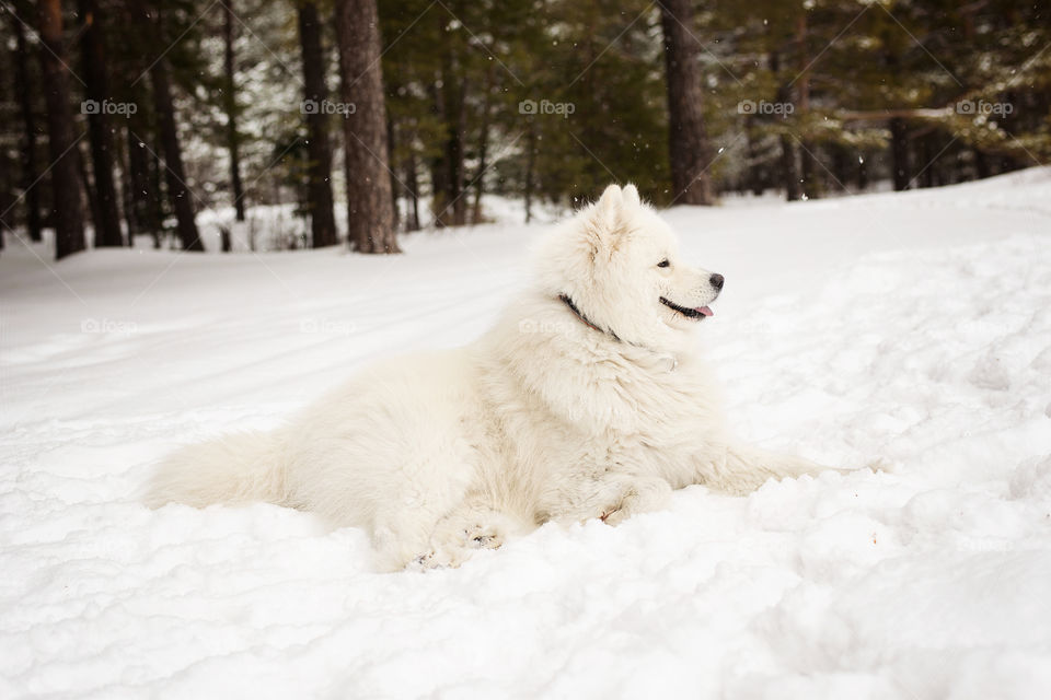 Samoyed dog on the snow in the winter