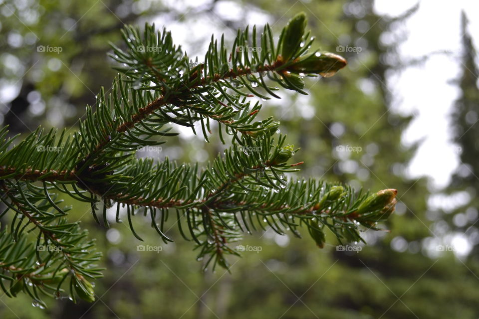 Pine tree bough in spring with first buds of pine cone in wilderness 