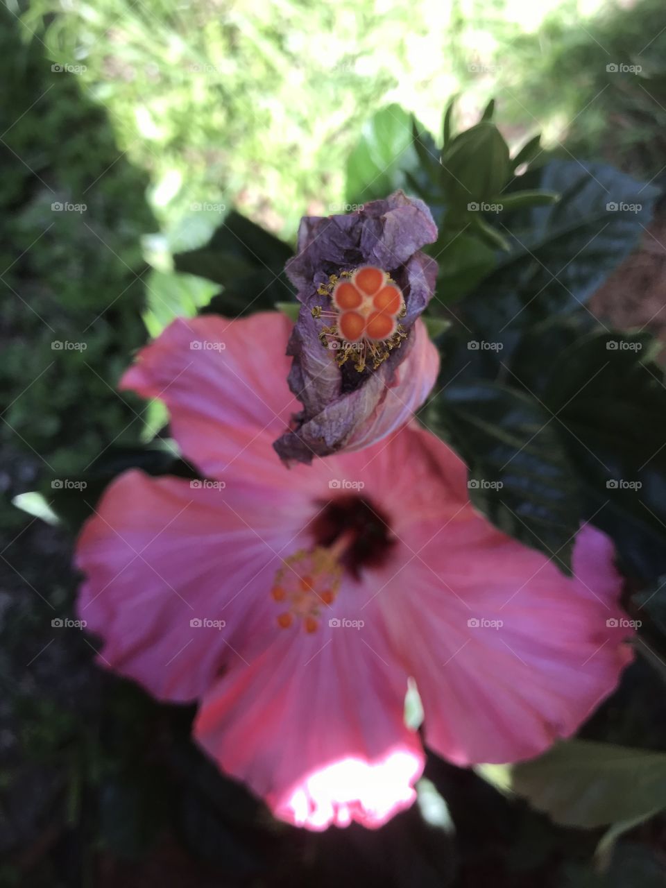 Hibiscus blooming 
