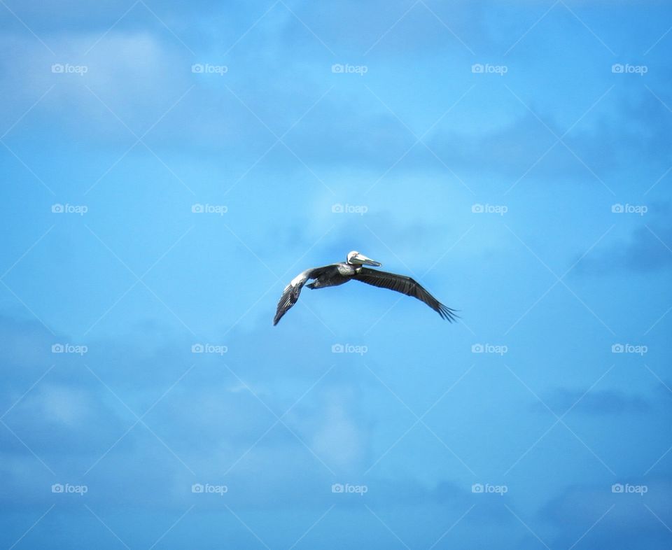 In flight pelican Antigua 