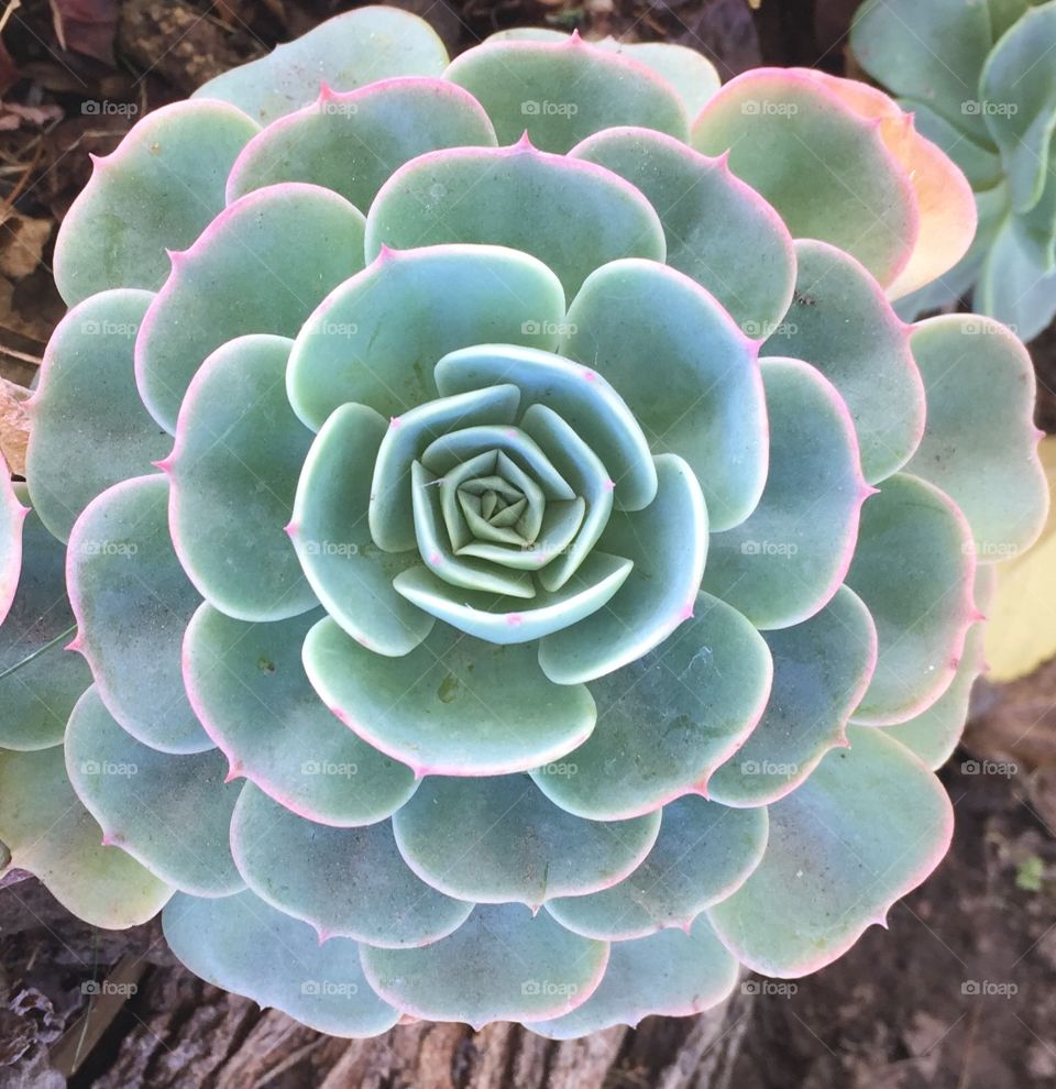 a succulent captured on a saturday. 
