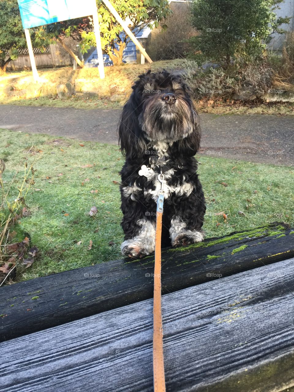 Havanese puppy smelling the crisp winter air