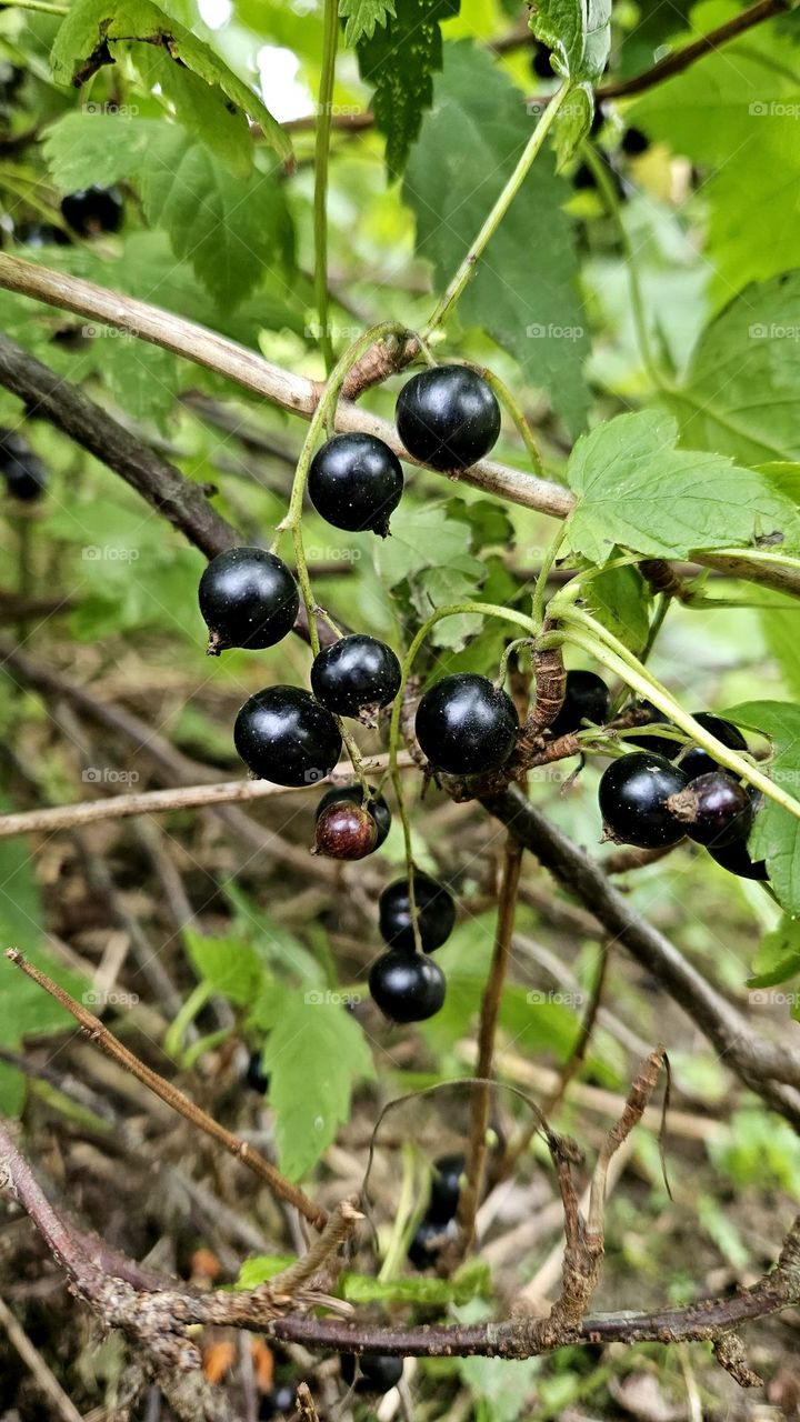 Black currants are ripe for picking at the beginning of September in Finnish Lapland