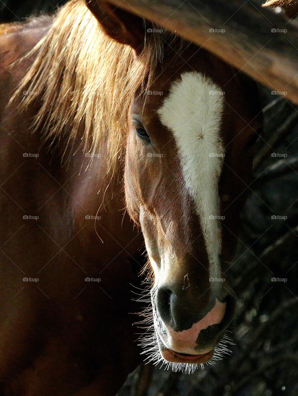 Wild Horse in the Forest