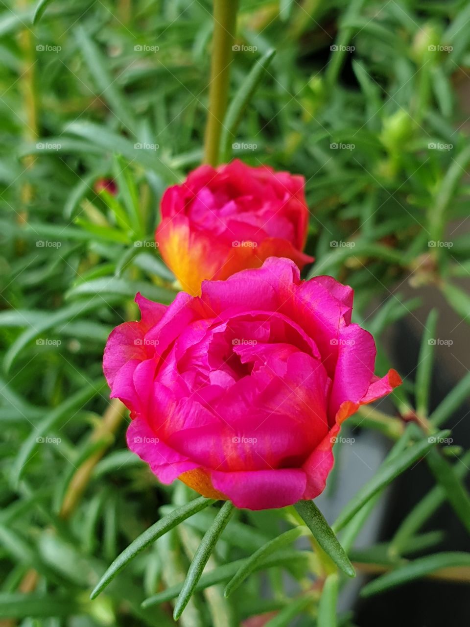 my beautiful Portulaca grandiflora