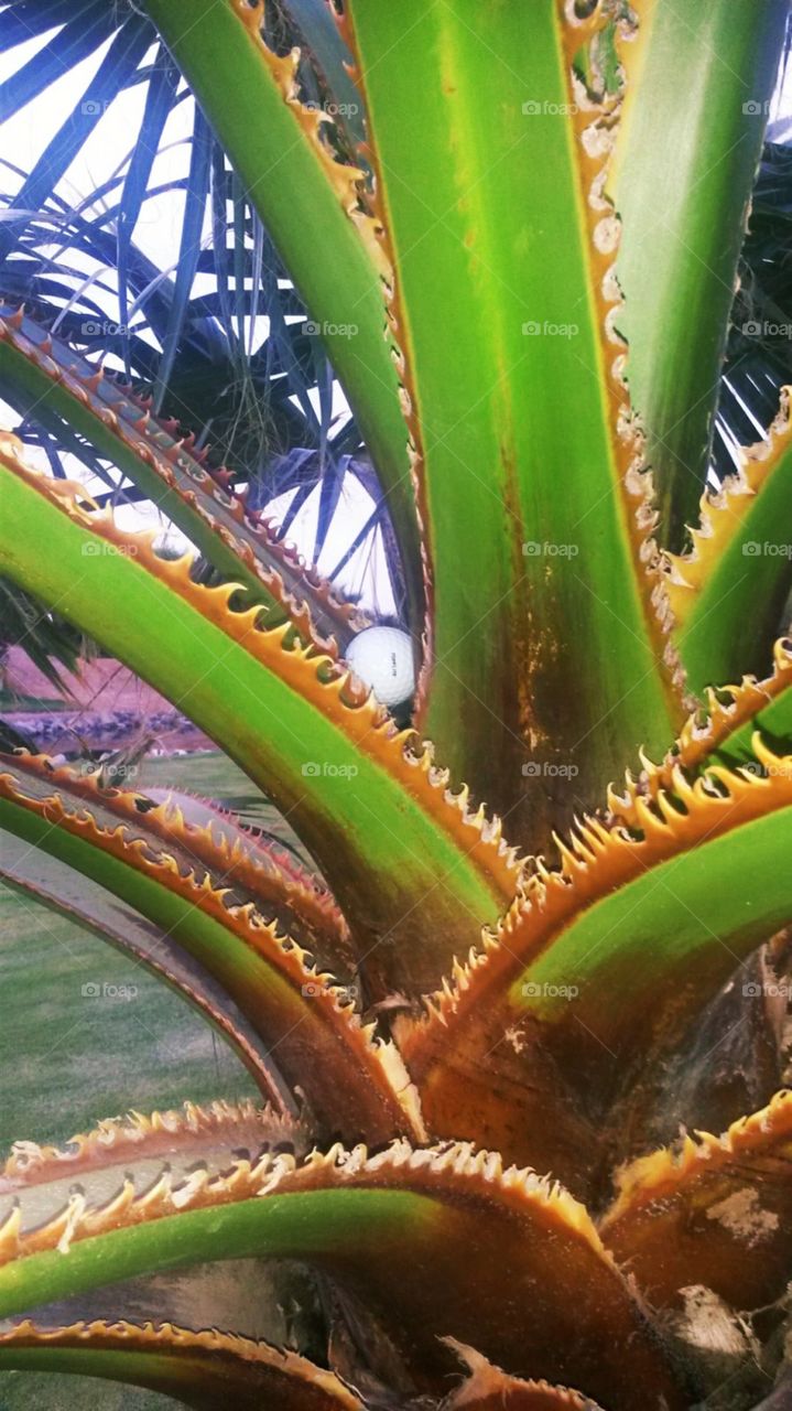A moment, when golf ball stays on the palm tree