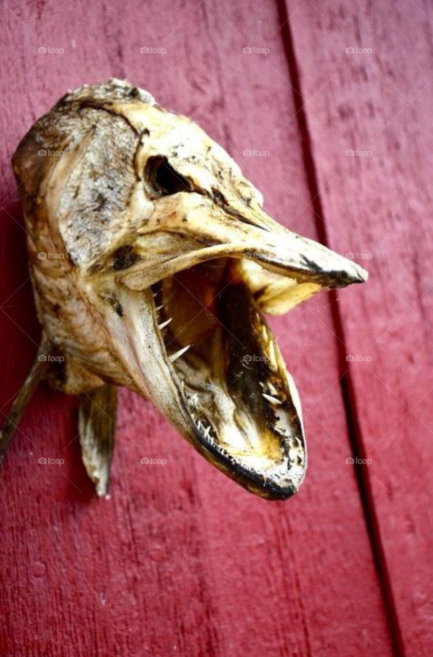 fish head fisk gädda by paula