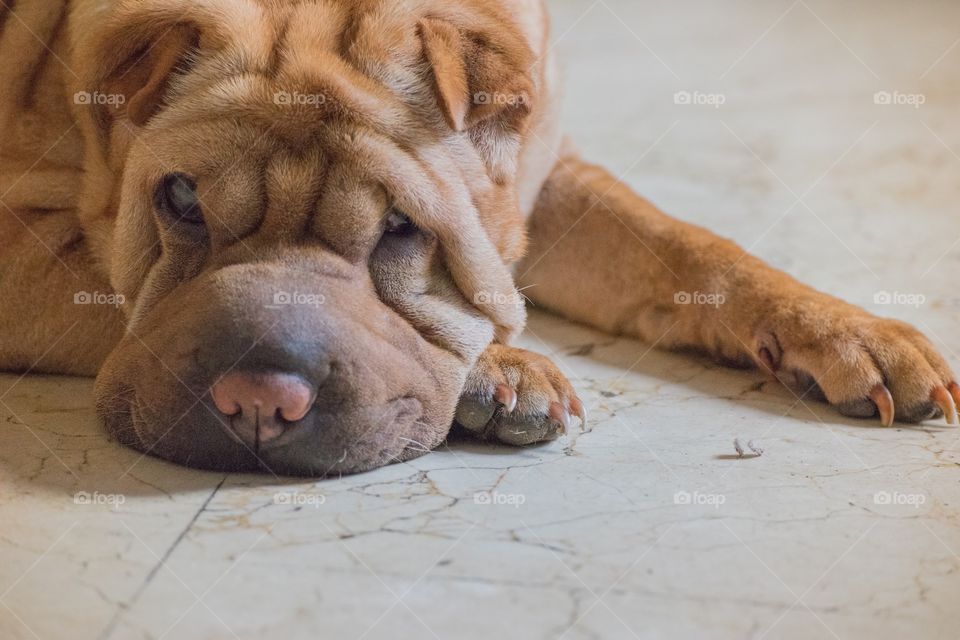 Close-up of a shar Pei