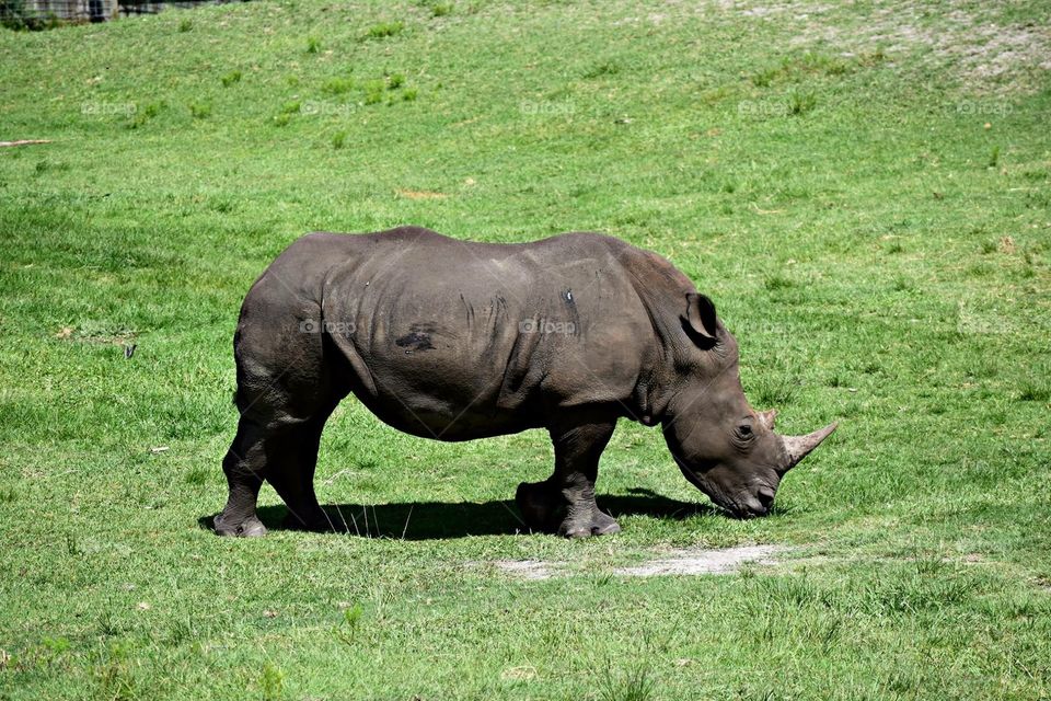 Rhino 🦏 