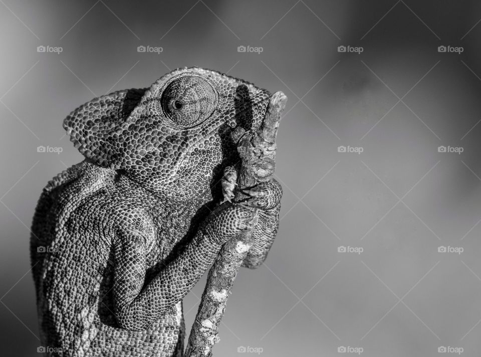 Common chameleon clings to a tree branch