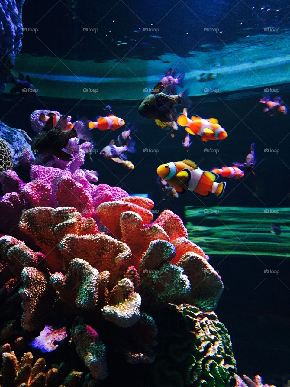 Fish in an aquarium. 