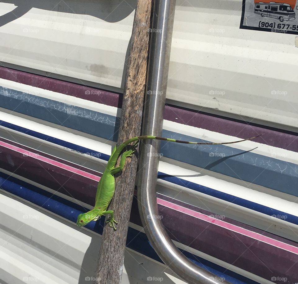 Iguana on a stick