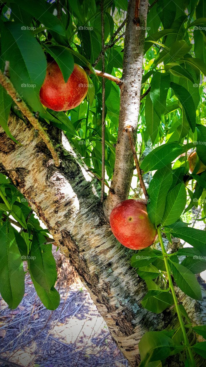 My nectarine tree