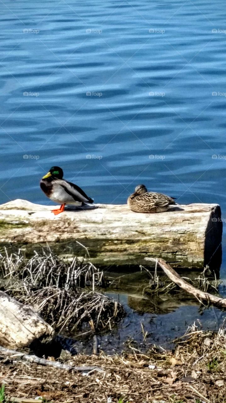 Ducks on a Log