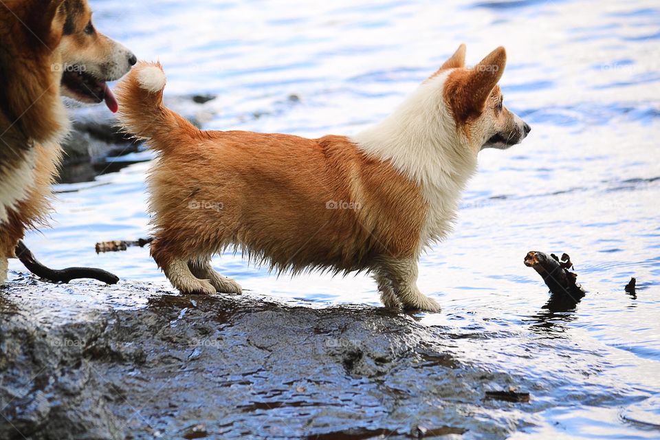 Dogs at a lake