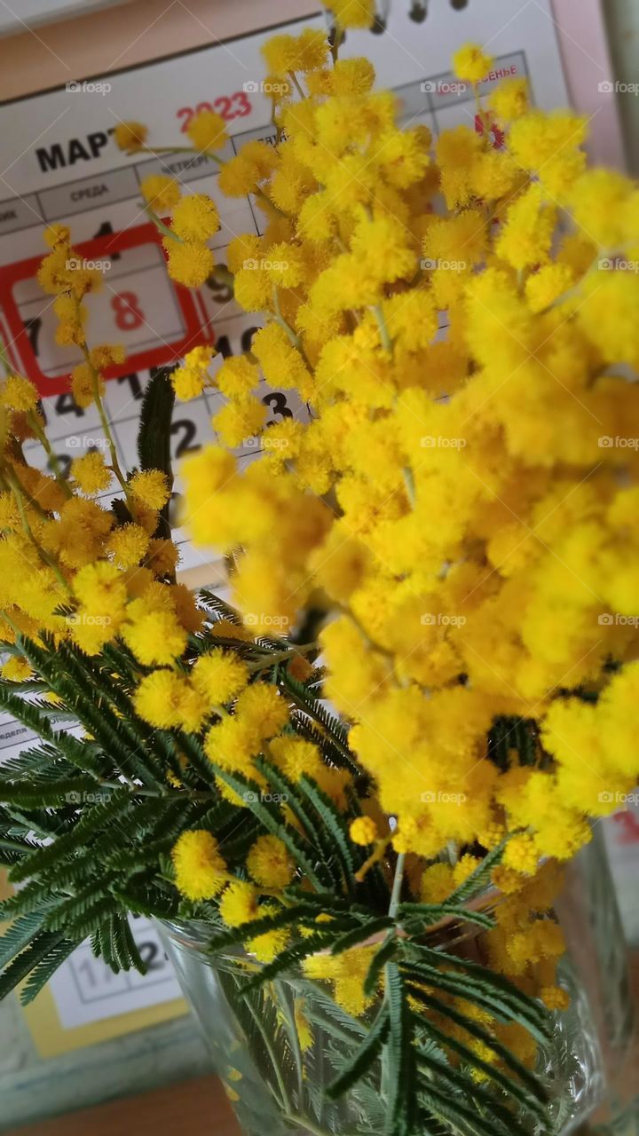 Mimosa branch is a traditional gift for International Women's Day in Russia.