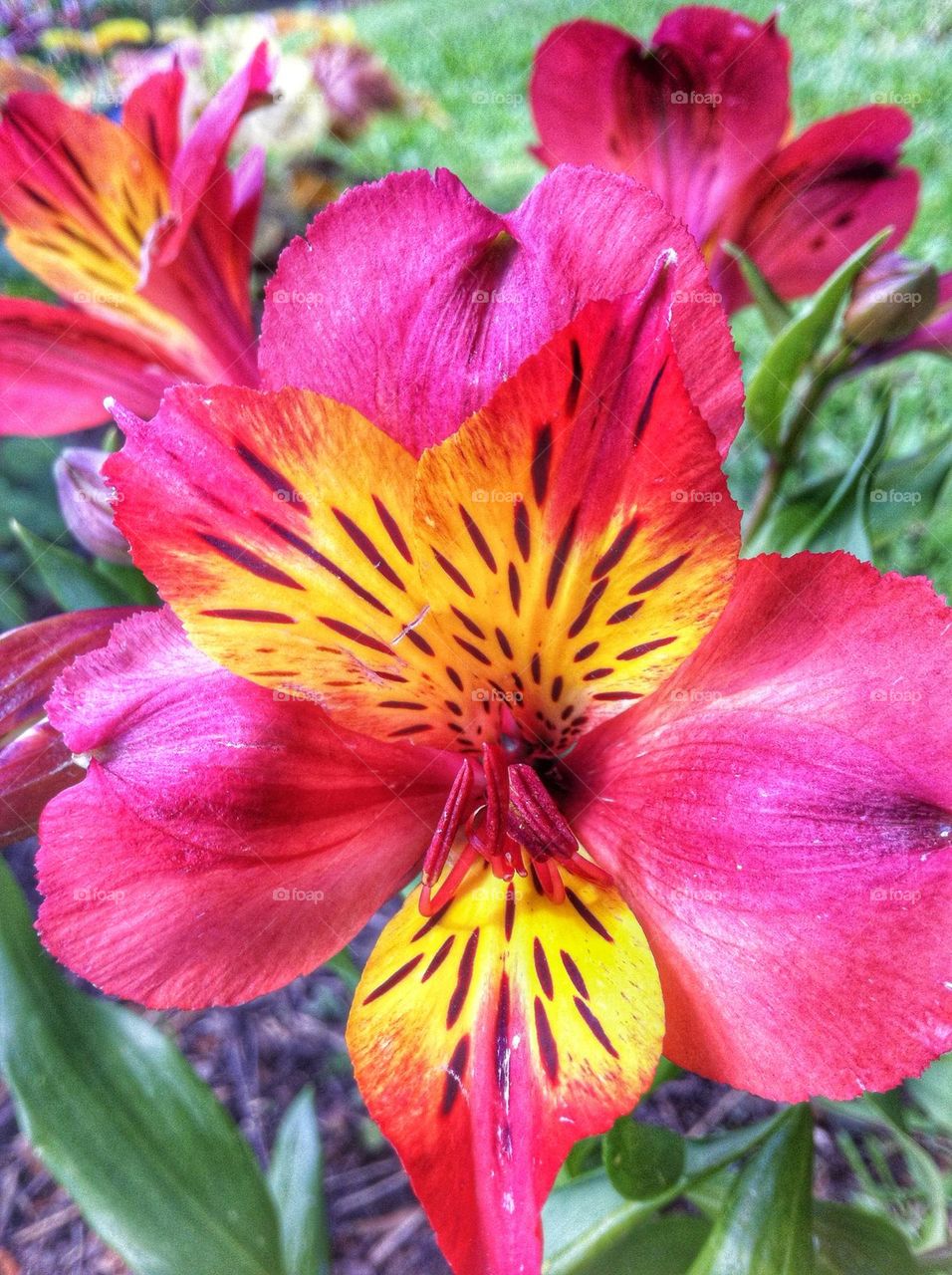 Red and yellow flowers